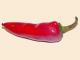 Chili Pepper Facts – To Eat Or Not To Eat